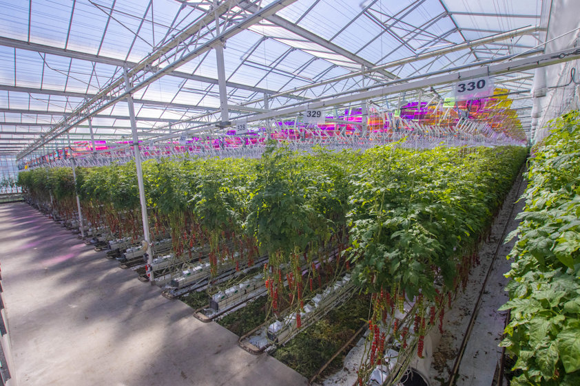 a greenhouse with plants