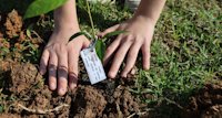 a person holding a small plant