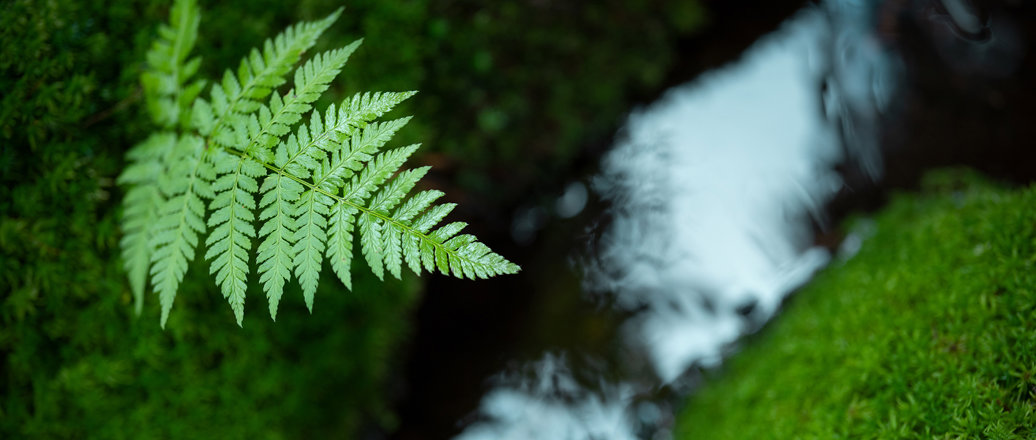 a dog with a leaf on its head