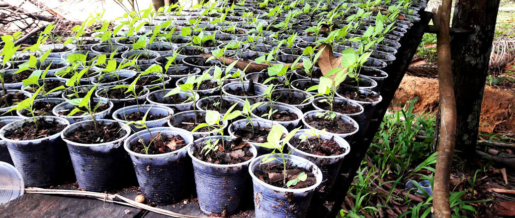 Projeto Ativa Barcarena