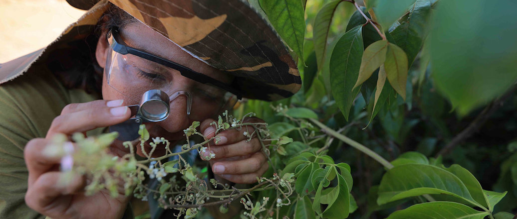 a person identifying a plant